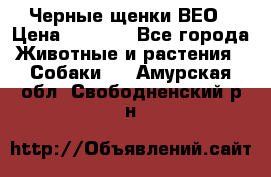 Черные щенки ВЕО › Цена ­ 5 000 - Все города Животные и растения » Собаки   . Амурская обл.,Свободненский р-н